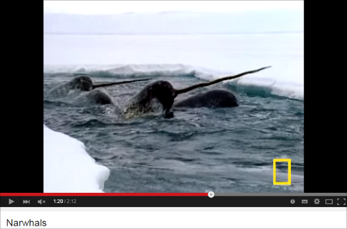 人間のエゴで絶滅の危機に瀕している動物たち ― 絶滅危惧種10選の画像5