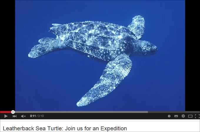 人間のエゴで絶滅の危機に瀕している動物たち ― 絶滅危惧種10選の画像3