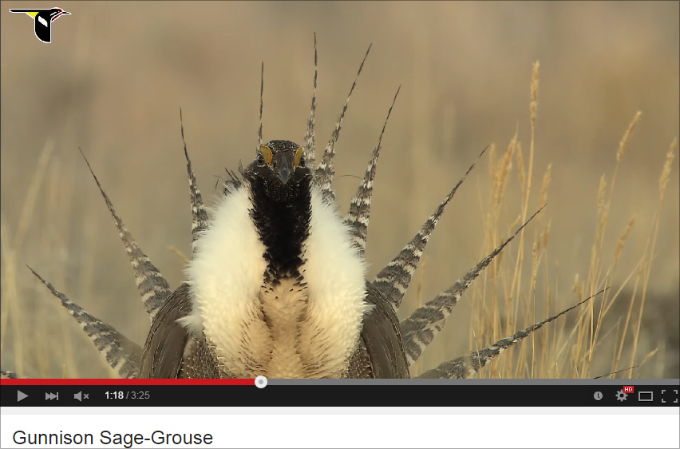 人間のエゴで絶滅の危機に瀕している動物たち ― 絶滅危惧種10選の画像4