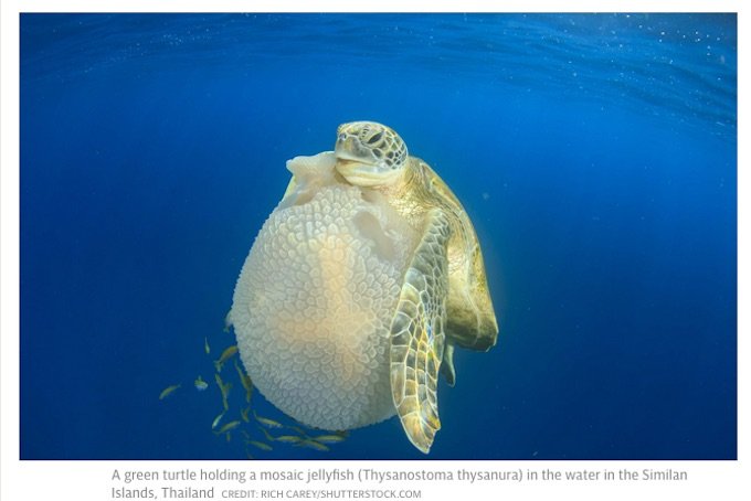 ウミガメが超絶進化していたことが研究で発覚！ いつの間にか前ヒレで「空手チョップ」するほどヒト化していた！の画像1