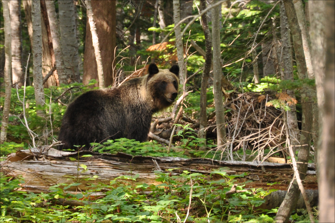 知床で凶暴ヒグマに遭遇？ホェホェホェと声を発しながら近づいてきて！　～登山のクマ対策～の画像1