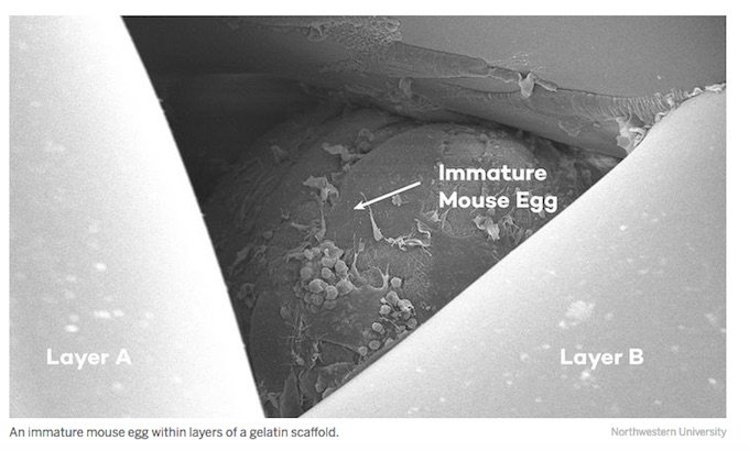 3Dプリンターで作った人工卵巣で妊娠・出産、マウスで実現！ 人間の臓器もすべて印刷する時代到来！【不妊治療】の画像1