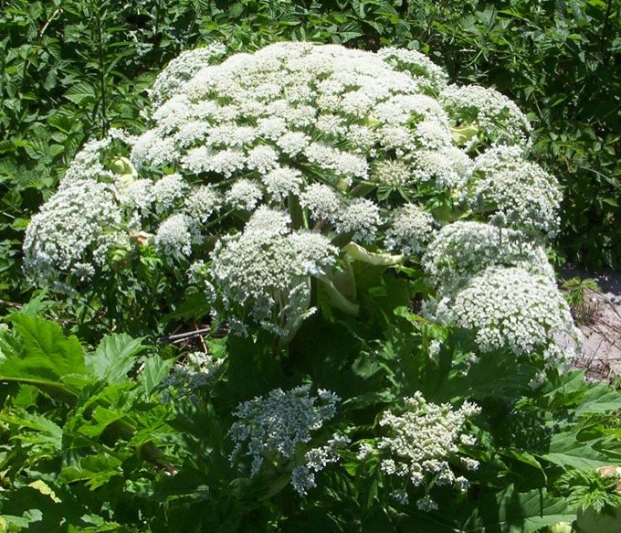 触れると火傷・失明する危険な巨大植物が欧米で勢力拡大中！ ゾッとするほど怖い毒性、日本侵入の危険は？の画像1