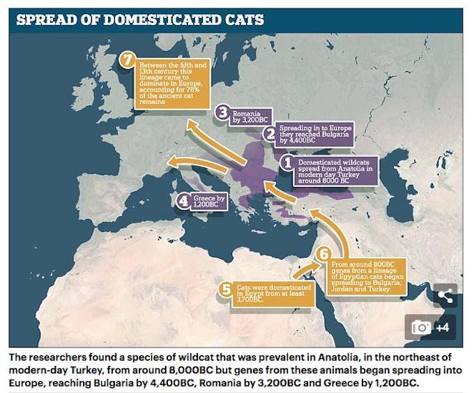 ネコは家畜を演じて人間を利用している!? ネコがいかに世界を制覇したか古代DNAで判明、科学者「彼らは最初から完璧だった」の画像2