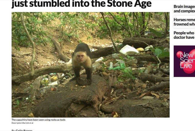 パナマのサルが石器時代に突入したことが最新研究で判明！ まるで初期の人類…動画が可愛すぎる！の画像1