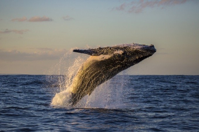 クジラの耳くそには「146年分のストレス」が蓄積されていることが判明！ 世界大戦や捕鯨… 苦しみの痕跡が発覚！の画像1