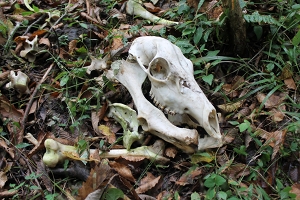 最近の樹海はどうなってる？『完全自殺マニュアル』にも記された宗教施設に首吊り死体…「キ号冒険学校」が見た驚愕の実態とは？の画像7