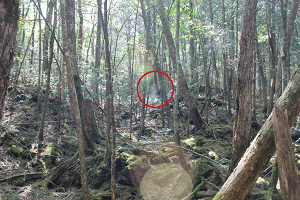 最近の樹海はどうなってる?『完全自殺マニュアル』にも記された宗教施設に首吊り死体…「キ号冒険学校」が見た驚愕の実態とは?の画像8