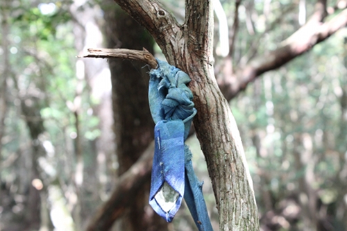 最近の樹海はどうなってる？『完全自殺マニュアル』にも記された宗教施設に首吊り死体…「キ号冒険学校」が見た驚愕の実態とは？の画像2