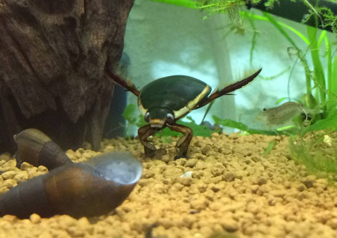 【絶滅危惧種】タガメ&ゲンゴロウ最強水生昆虫コンビ「そもそも昔からいないんじゃ…」の画像2