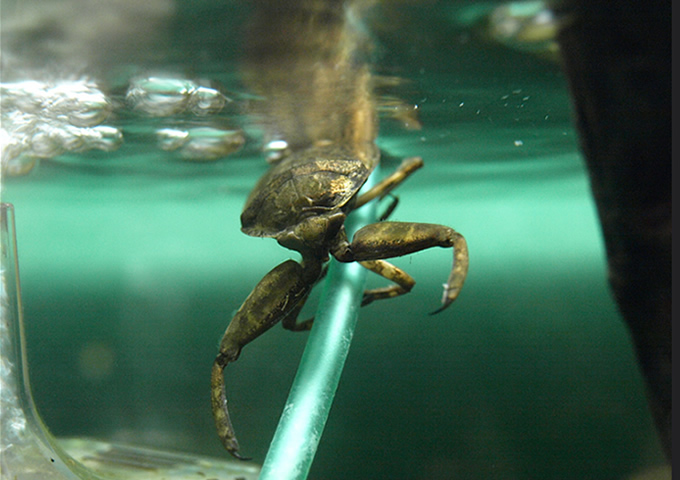 【絶滅危惧種】タガメ＆ゲンゴロウ最強水生昆虫コンビ「そもそも昔からいないんじゃ…」の画像1