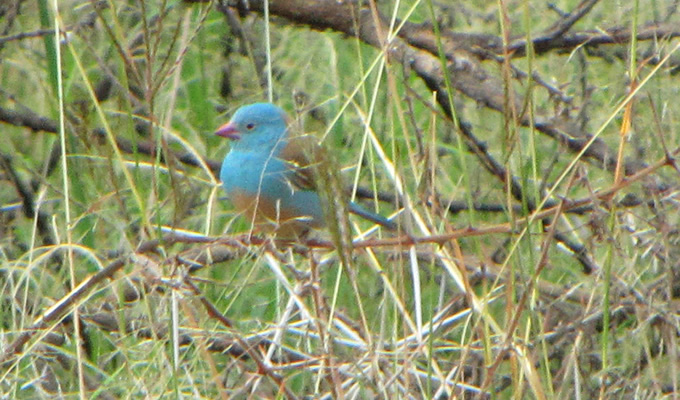 鳥の求愛行動が超高速だった!!メスも積極的に！の画像1