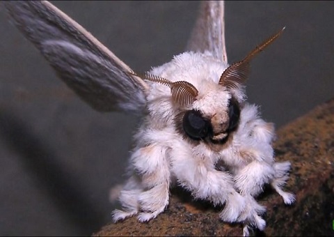 奇抜すぎる姿の生物15選！  この世のものとは思えない…の画像1