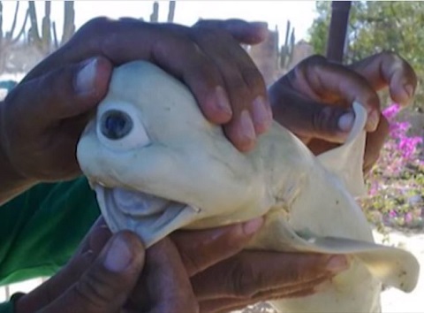 奇抜すぎる姿の生物15選！  この世のものとは思えない…の画像2