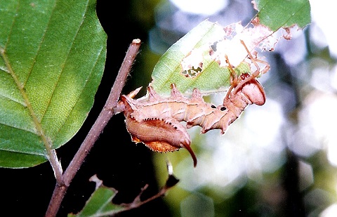 奇抜すぎる姿の生物15選！  この世のものとは思えない…の画像4