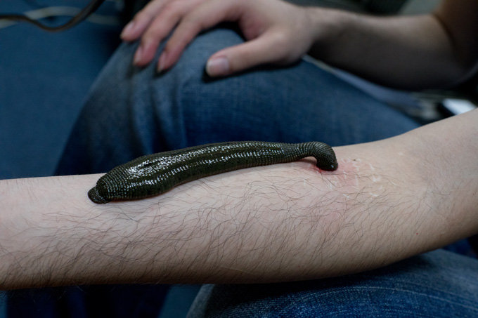 【閲覧注意・インタビュー】世界最大の吸血ヒルを育てた男、ヤバすぎる吸血現場を生披露！ ヒルとの出会いを語り尽くす！の画像8