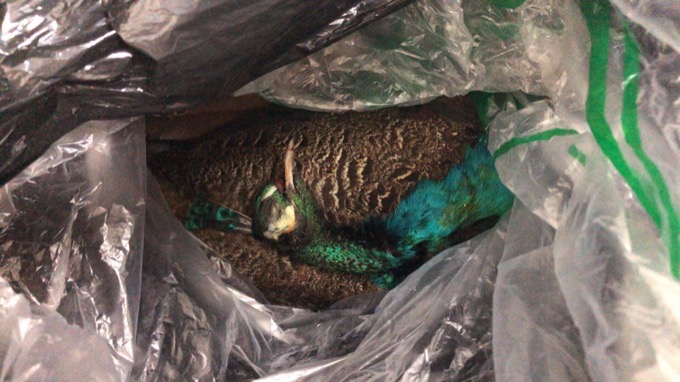 【実録】クジャクを解体して食べてわかった「3つの衝撃」とは!?  全画像公開…ヤバ過ぎる砂肝と異臭も発覚！の画像1