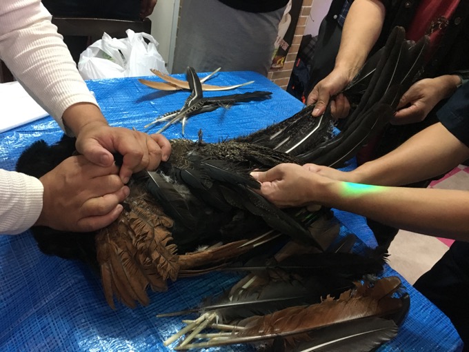 【実録】クジャクを解体して食べてわかった「3つの衝撃」とは!?  全画像公開…ヤバ過ぎる砂肝と異臭も発覚！の画像3