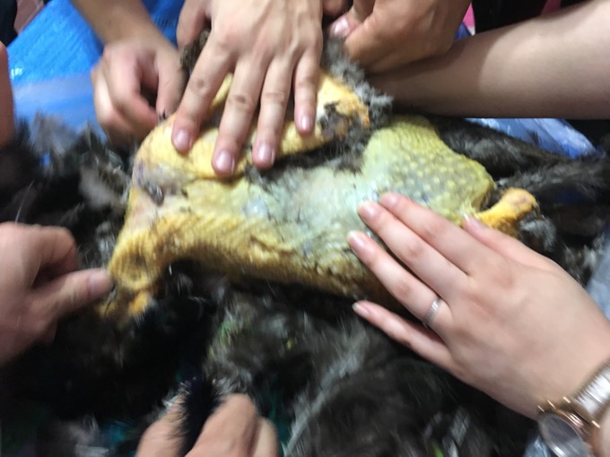 【実録】クジャクを解体して食べてわかった「3つの衝撃」とは!?  全画像公開…ヤバ過ぎる砂肝と異臭も発覚！の画像4