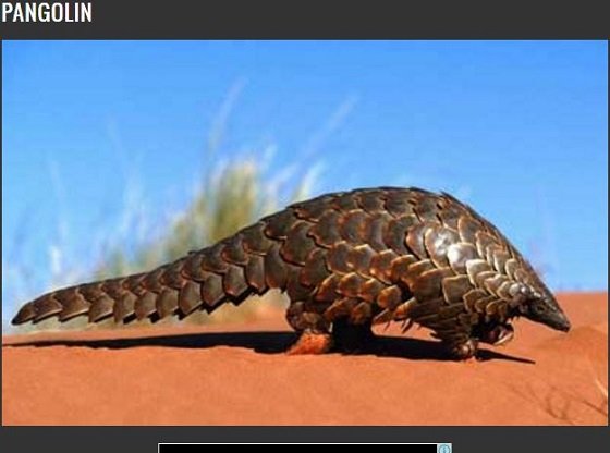 地球は悪魔とエイリアンで満ちていた？この世のものとは思えない異形の生物8選の画像1