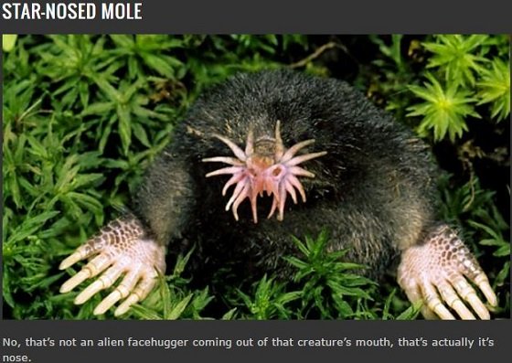 地球は悪魔とエイリアンで満ちていた？この世のものとは思えない異形の生物8選の画像2