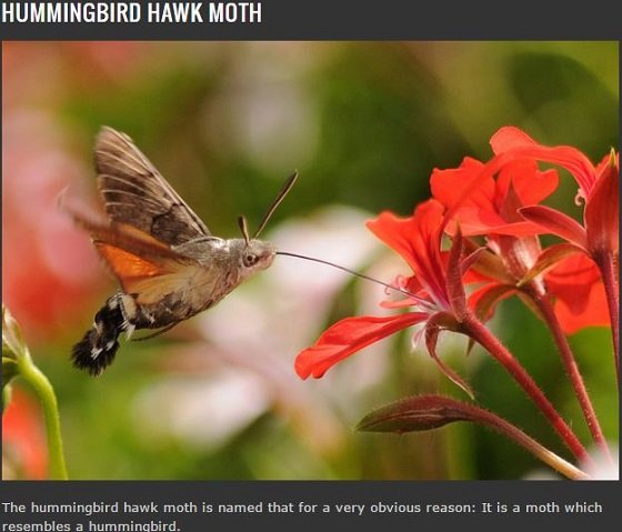 地球は悪魔とエイリアンで満ちていた？この世のものとは思えない異形の生物8選の画像3