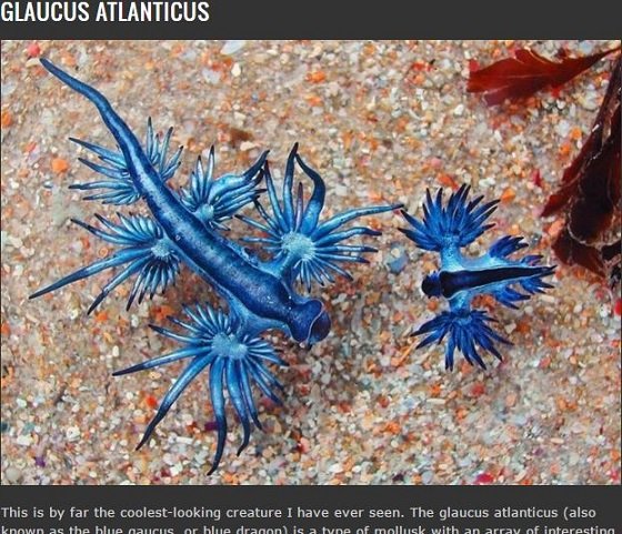 地球は悪魔とエイリアンで満ちていた？この世のものとは思えない異形の生物8選の画像4