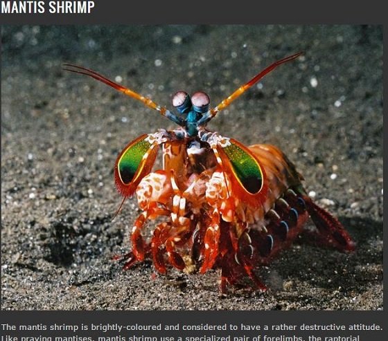 地球は悪魔とエイリアンで満ちていた？この世のものとは思えない異形の生物8選の画像5