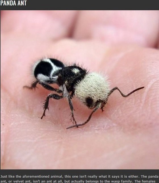 地球は悪魔とエイリアンで満ちていた？この世のものとは思えない異形の生物8選の画像6