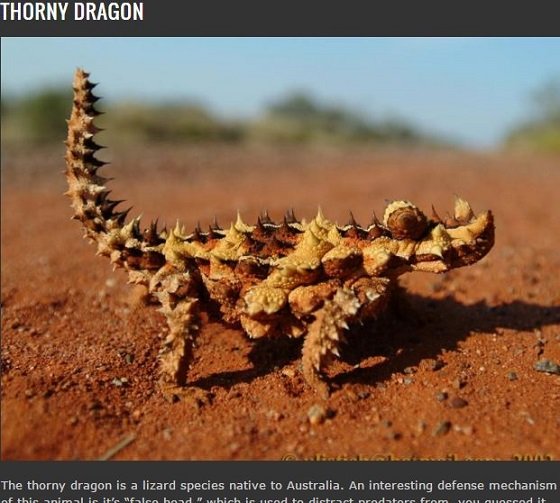 地球は悪魔とエイリアンで満ちていた？この世のものとは思えない異形の生物8選の画像8