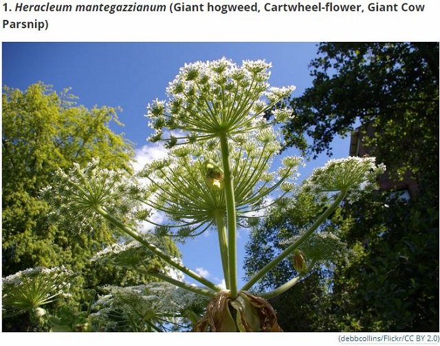 世界最凶の植物9選！ 痙攣、昏睡、幻覚、激痛…死の木から6メートルの巨大有害雑草まで！の画像1