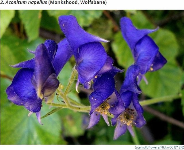 世界最凶の植物9選！ 痙攣、昏睡、幻覚、激痛…死の木から6メートルの巨大有害雑草まで！の画像2