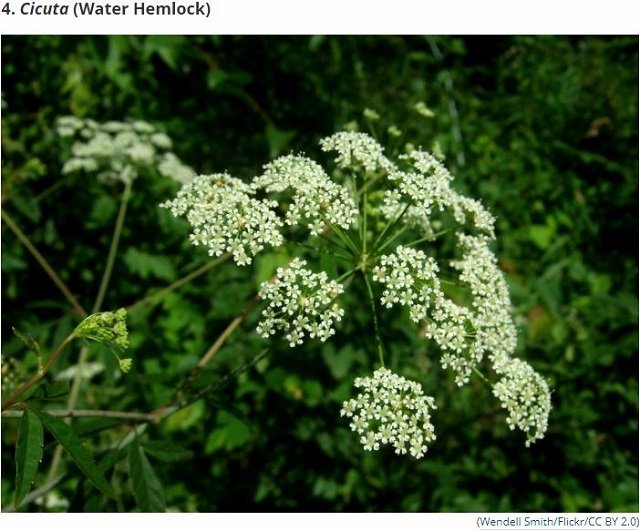 世界最凶の植物9選！ 痙攣、昏睡、幻覚、激痛…死の木から6メートルの巨大有害雑草まで！の画像4