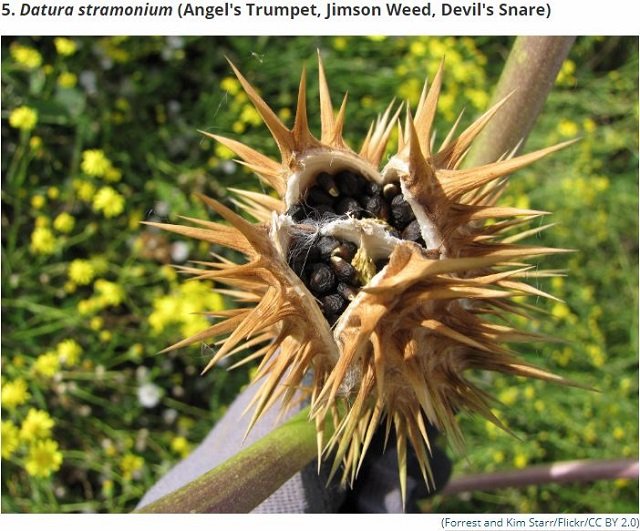 世界最凶の植物9選！ 痙攣、昏睡、幻覚、激痛…死の木から6メートルの巨大有害雑草まで！の画像5