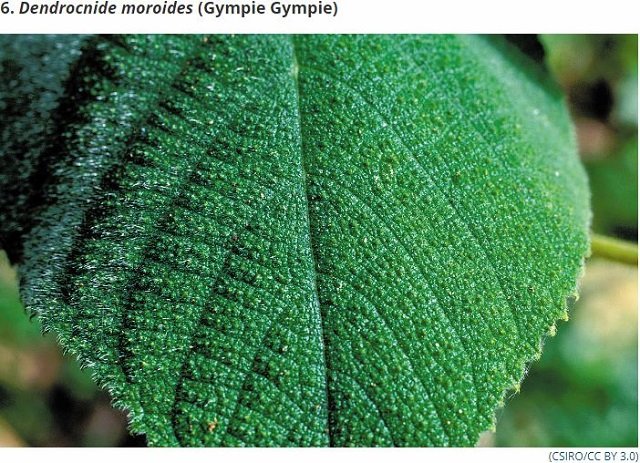 世界最凶の植物9選！ 痙攣、昏睡、幻覚、激痛…死の木から6メートルの巨大有害雑草まで！の画像6