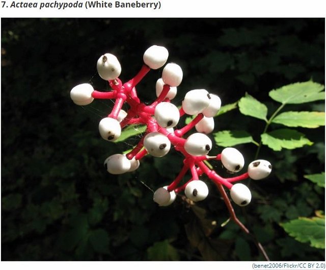 世界最凶の植物9選！ 痙攣、昏睡、幻覚、激痛…死の木から6メートルの巨大有害雑草まで！の画像7