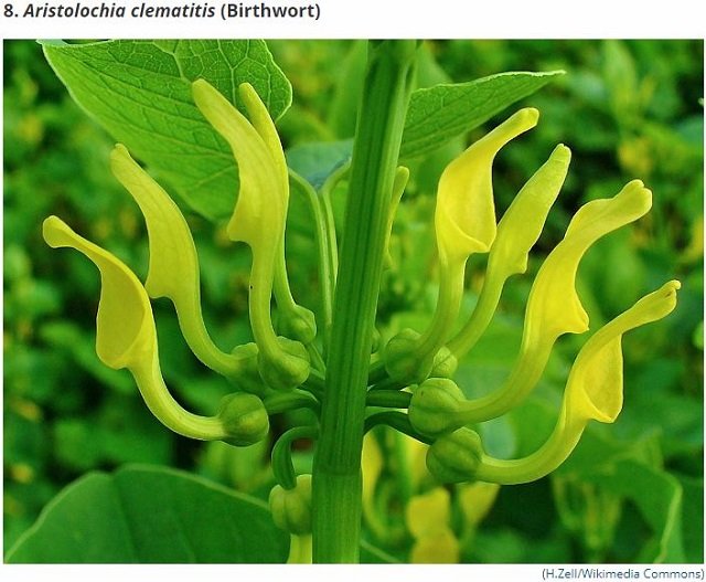 世界最凶の植物9選！ 痙攣、昏睡、幻覚、激痛…死の木から6メートルの巨大有害雑草まで！の画像8