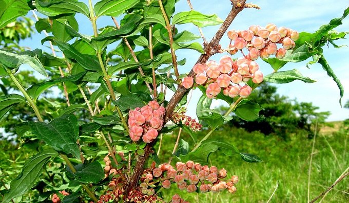 世界最強の毒草ドクウツギを栽培し、味見した結果がヤバくて意外すぎる！【ググっても出ない毒薬の手帳】の画像1