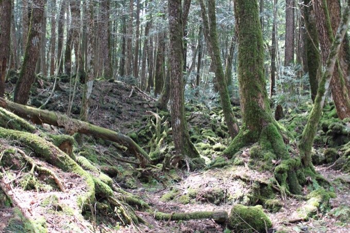 ハエの卵の涙を流す死体、腐乱遺体との食事…！ 日本で初めて「樹海の真ん中を歩いた男」村田らむ、樹海インタビュー！の画像6