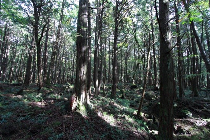 ハエの卵の涙を流す死体、腐乱遺体との食事…！ 日本で初めて「樹海の真ん中を歩いた男」村田らむ、樹海インタビュー！の画像8