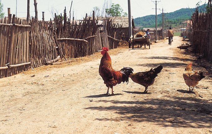 中国が国家レベルで「地震予知」を研究!! 動物の異常行動で地震は予知できるのか？の画像1