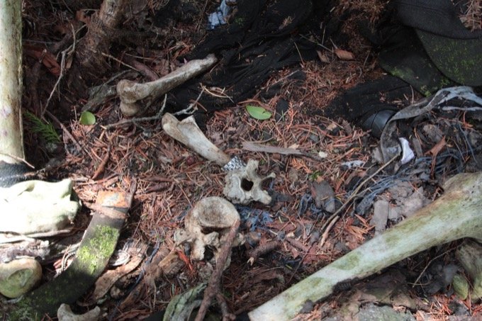 【閲覧注意】樹海の白骨遺体に「呼ばれた」ことも…！ 樹海専門家・村田らむが思い出深い「4つの骨」を紹介！の画像2