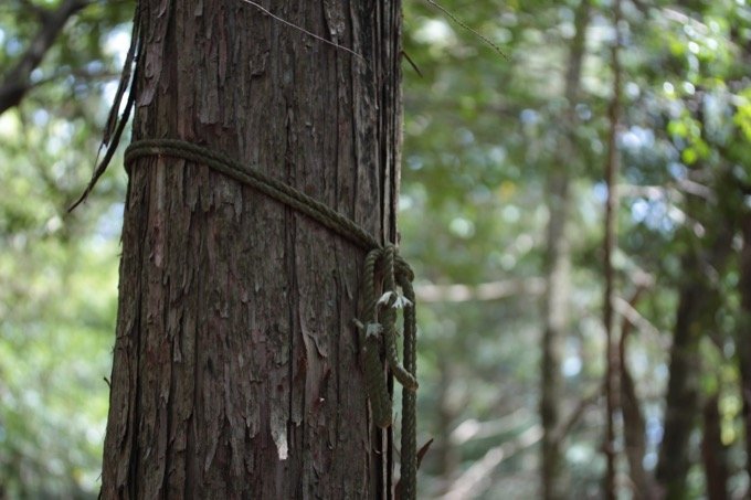 【閲覧注意】樹海の白骨遺体に「呼ばれた」ことも…！ 樹海専門家・村田らむが思い出深い「4つの骨」を紹介！の画像5