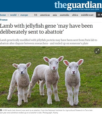 遺伝子操作で透明になったクラゲ羊が市場に流通して大問題に!!＝パリの画像1