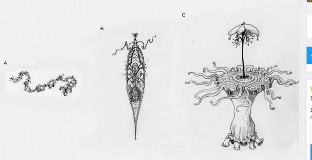 「エイリアンはすぐそこにいる」有名天体物理学者が暴露！ 人類の宇宙人観を刷新する衝撃的容姿とは!?の画像4