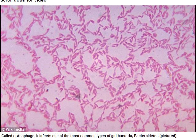 人類の半数以上が保持している新種の古代ウイルス「クラスファージ」が発見されるの画像1