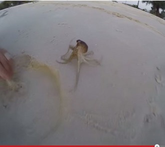 さすが軟体動物！ 貝殻の中に潜んでいたエイリアンのような生き物とは…？の画像1