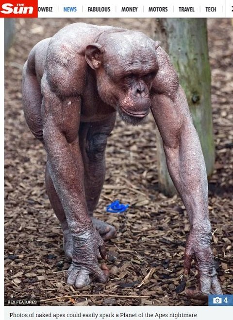 脱いだチンパンジーの肉体が美しすぎて筋トレ厨涙目！ ヒトの4倍強い筋力で獰猛…の画像1