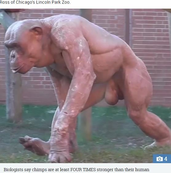 脱いだチンパンジーの肉体が美しすぎて筋トレ厨涙目！ ヒトの4倍強い筋力で獰猛…の画像2