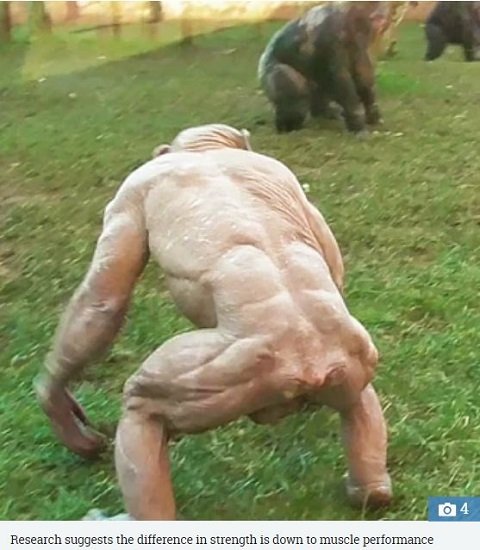 脱いだチンパンジーの肉体が美しすぎて筋トレ厨涙目！ ヒトの4倍強い筋力で獰猛…の画像3